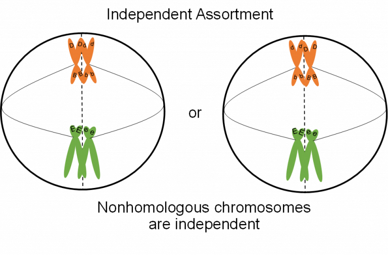 Mitosis And Meiosis Genetics Agriculture And Biotechnology