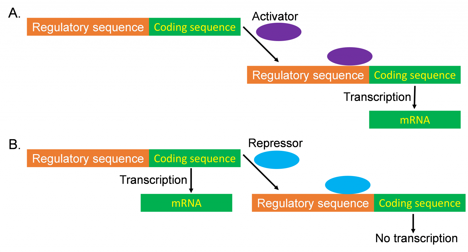 Regulation Of Gene Expression Genetics Agriculture And Biotechnology