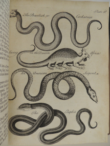 Black and white engraving of four different serpents: two of "the Basilisk or Cockatrice living in the Desarts of Africa," an American serpent, and the elaphis. The top image of the basilisk or cockatrice shows a snake like creature wearing a crown on its head. The second of the two show a creature with a long tail, four pairs of legs, and a bird-like head wearing a crown.