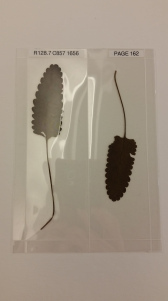 Two leaves with small rounded lobes and long stems encapsulated in clear plastic.