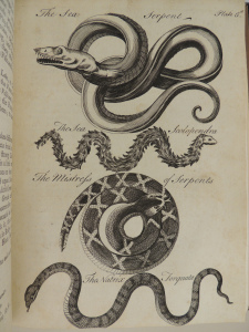 Black and white engraving of four creatures: the sea serpent, the sea scolopendra, the mistress of serprents, and the natrix torquata. The sea serpents is looped multiple times around intself with a large head, large eye and rows of teeth. The sea scolopendra is shown with a feathery-looking coat down its entire body.