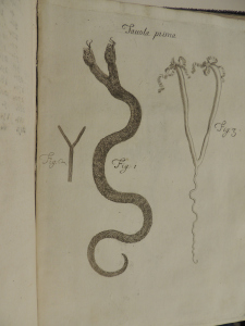 Illustration shows three figures in the shave of a Y, one of which is a two-headed snake.