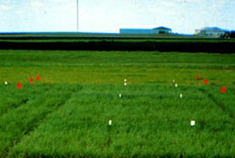A legume research field with plots marked with red, yellow, and white flags.