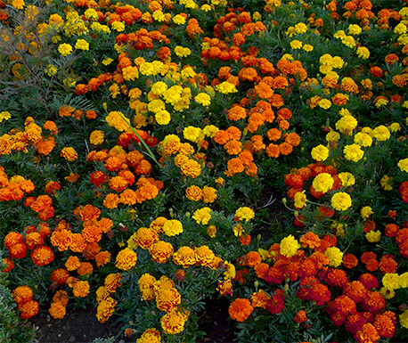 Marigold flowers exhibit differing coloration