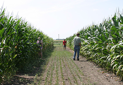 Researchers in an alley between two field plots of maize hybrids with tassels.