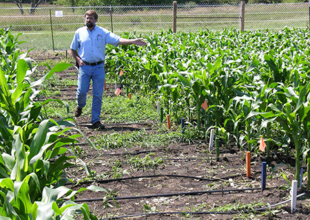 A researcher in an alley between plots of young maize plants.
