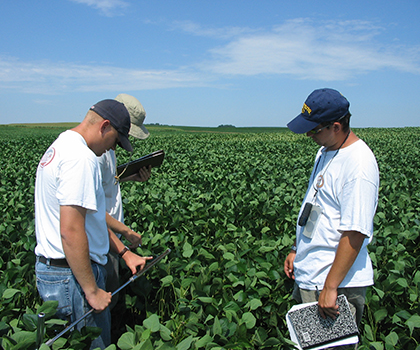 Image of three researchers observing and gathering data in a legume field of plants a little above knee height.