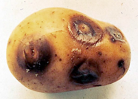 Infected potato tuber with Blackleg bacteria