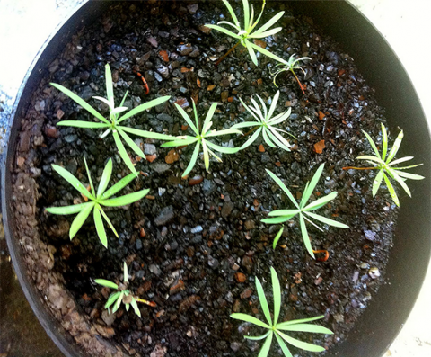 Seedlings in a pot of soil.