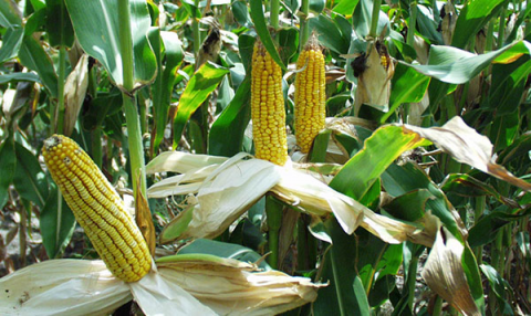 Corn plants with husks peeled down to expose kernels on the ears.