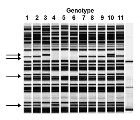 Gel image shows genotypes, 1, 2, 3, 7, 8, 9, 11 contain different bands to illustrate polymorphism.