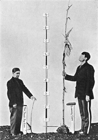 A short person and a tall person, each holding a stalk of corn—one stalk of a race of short corn, the other of tall corn.