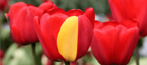 Picture of all red tulip flowers except one with head with yellow patch in the red flower to illustrate mutation.