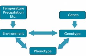 Flow chart visualization showing factors that affect the phenotype, i.e., environmental (e.g. temperature, precipitation, etc.,), genotypes (genes) and their interaction.