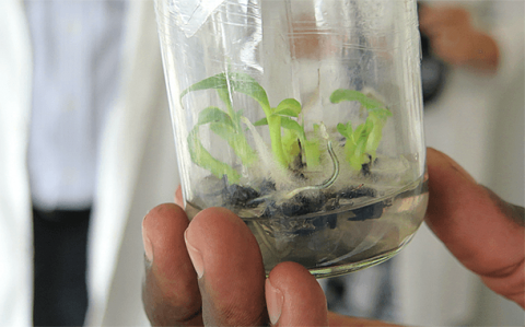 A glass tissue culture jar with regenerated plantlets.