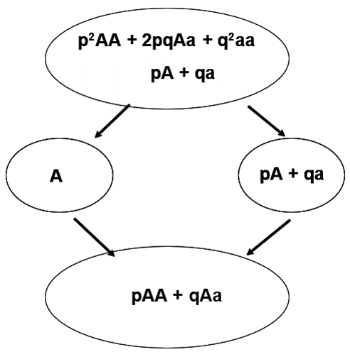 Image of original populations of genotypes AA, Aa, aa and their alleles, A and a, passed on in combinations to produce the next generation of genotypes in new populations.
