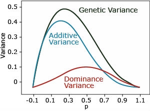Graph shows that with complete dominance, most of genetic variance (black line) is additive variance (blue line) and highest (0.4) at allele frequency around 0.2, and the rest is dominance variance (orange line) low at 0.1 for allele frequency of 0.5.