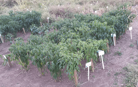 Marked rows of different varieties of pepper plants in field trial.