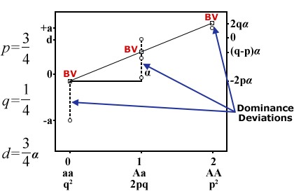 Graphically representation of genotypes aa, Aa, and AA on horizontal axis with the frequencies and coded values, and 'a' and 'd' values with frequencies on the vertical axis, along with breeding value (BV) line and deviations of genotypes from it to illustrate dominance deviations.