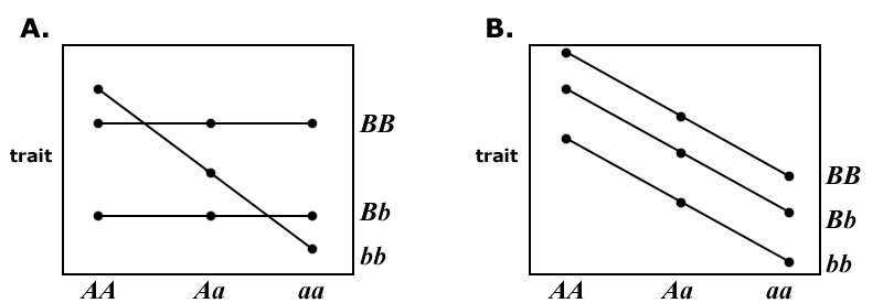 Graph 'A' shows epistasis between locus A and locus B, one line crossing other two lines, and graph B has three parallel lines meaning the two loci are independent with no epistasis between them.