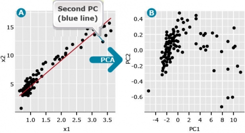 Graph of PC1 by PC2 plot shows the second PC (blue line ).
