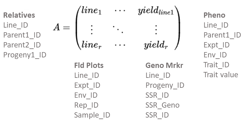 Chart of a layout/arrangement of sets of information on relatives, field plots, genotypic markers, and phenotype can fit into a relational database.
