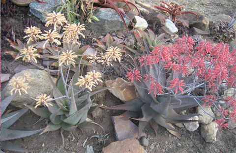 Whitish-grey and pinkish-red flowered aloe plants.