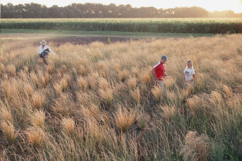 Three researchers in a wheatgrass field.