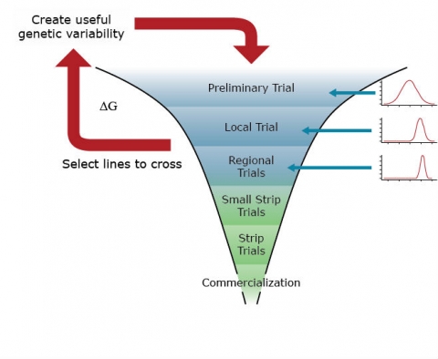 A funnel-shaped chart depicting the plant breeding process of evaluating the segregating genetic material from preliminary, local, regional, small strip, strip trials and commercialization, with line extraction before small strip trials for new segregation material creation.