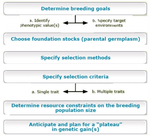 Flow chart of the decision-making process from setting breeding goals, identifying parent materials, specifying selection methods and criteria, resource constraints considerations and planning for future genetic gain needs.