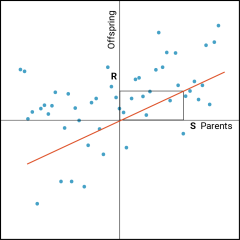 A scatter plot in four quadrants of parents and selection differential, S, on the horizontal axis, and offspring and response to selection, R, on the vertical axis, with a red regression line through the origin of the graph and data point in blues.