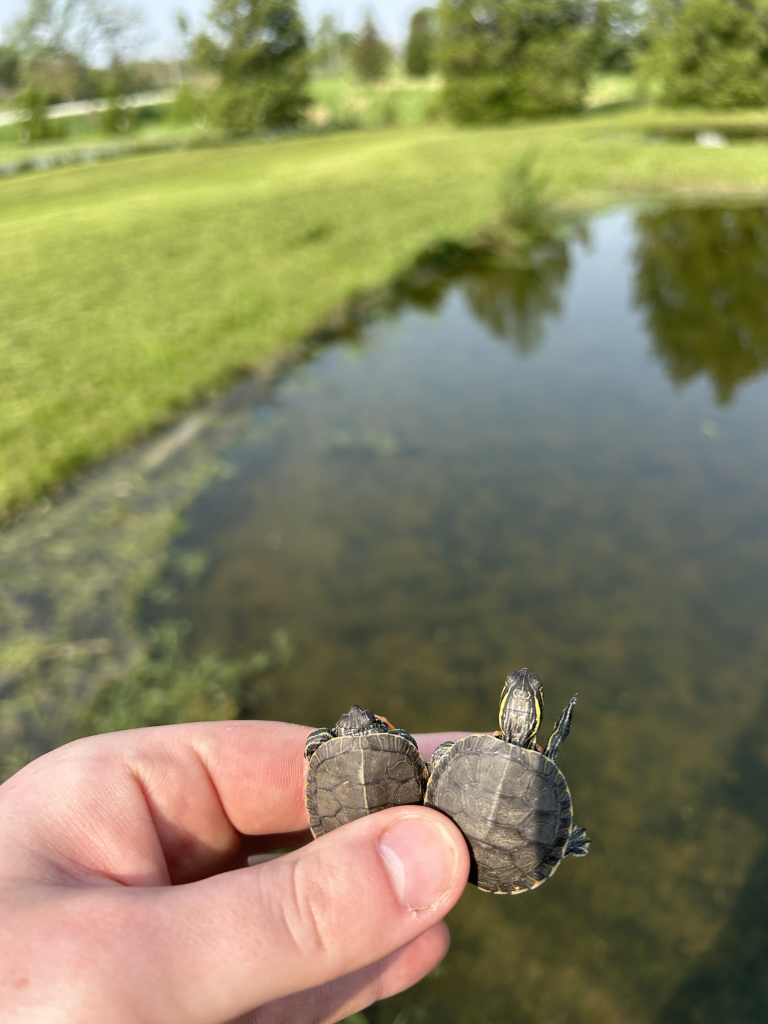 Painted turtle hatchlings in front of a research pond.