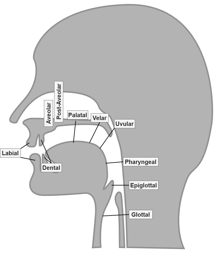 Labeled diagram of the vocal sections within the mouth.