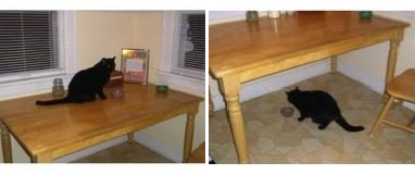 Two photos of a cat, one where it is on a table and one where it is under a table.