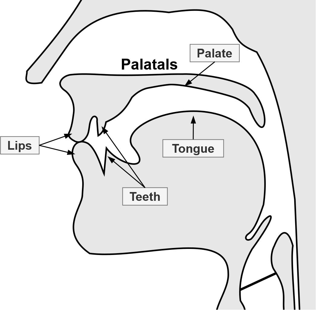 A cross-section of the human mouth, with lips, teeth, and tongue labeled in comparison to the palate.