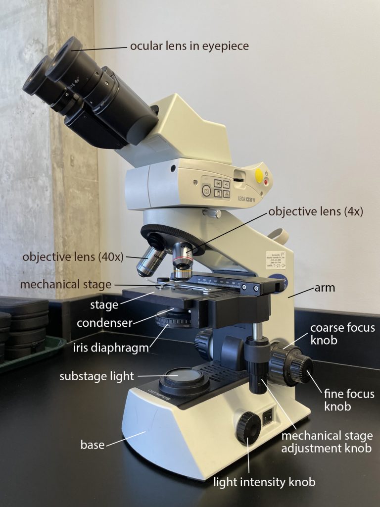 The compound microscope is shown at an angle with most parts labeled. The ocular lens in the eye piece is at the top of the image. Below is the rotating region connected to the objectives lenses (4x, 10x, and 40x magnification). Theses lenses are above the stage, on which slides are placed. The mechanical stage holds the slides in place and is controlled by the mechanical stage adjustement knob, hanging down from the stage. The condenser and iris diaphragm are below the stage and above the substage light. The arm and base form the major bulk of the microscope and the fine and coarse focus knobs are attached to the lower part of the arm. The light intensity knob is on the base.