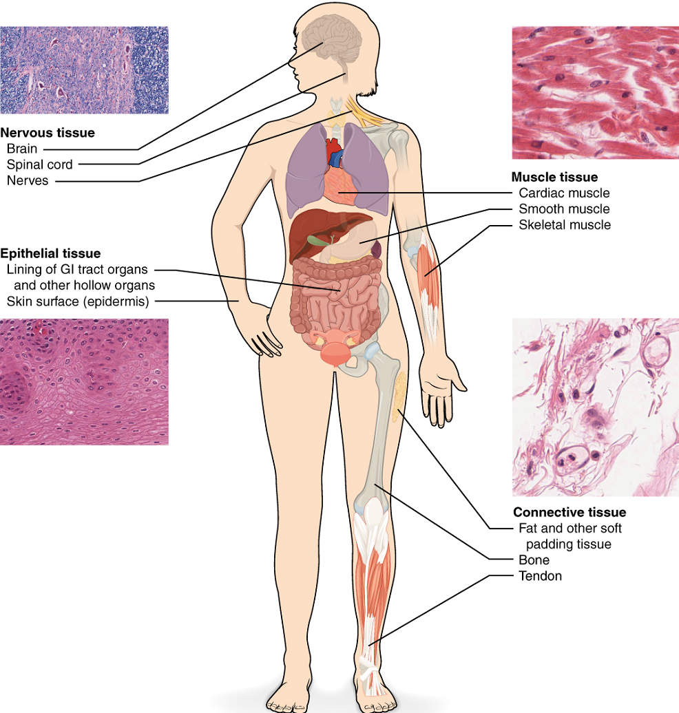 A figure of the human body with nervous, muscle, epithelial, and connective tissues labeled.