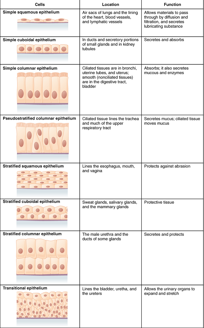 This figure is a table with three columns and eight rows. The leftmost column is titled cells, and contains a drawing in each row showing how epithelial cells are arranged above a basement membrane. The middle column is titled location, while the rightmost column is titled function. In a simple squamous epithelium, the cells are flattened and single-layered. Simple squamous cells are found in the air sacs of the lungs, in the lining of the heart, blood vessels and lymphatic vessels. Their function is to allow materials to pass through by diffusion and filtration, as well as to secrete lubricating substances. In a simple cuboidal epithelium, the cells are cube shaped and single layered and located in ducts and secretory portions of small glands as well as in the kidney tubules. The function of simple cuboidal epithelium is to secrete and absorb. In a simple columnar epithelium, the cells are rectangular and are attached to the basement membrane on one of their narrow sides, so that each cell is standing up like a column. There is only one layer of cells. Simple columnar epithelium is found in ciliated tissues including the larger bronchioles, uterine tubes, and uterus, as well as in smooth, nonciliated tissues such as the digestive tract bladder. The function of simple columnar epithelium is to absorb substances but also to secrete mucous and enzymes. In a pseudostratified columnar epithelium, the cells are column-like in appearance, but they vary in height. The taller cells bend over the tops of the shorter cells so that the top of the epithelial tissue is continuous. There is only one layer of cells. Pseudostratified columnar epithelium lines the bronchi, the trachea, and much of the upper respiratory tract. The function of pseudostratified columnar epithelium is to secrete mucous and also move that mucus using the hair like cilia projecting from the top of each cell. A stratified squamous epithelium contains many layers of flattened cells. Stratified squamous epithelium lines the esophagus, mouth, and vagina. The function of stratified squamous epithelium is to protect against abrasion. Stratified cuboidal epithelium contains many layers of cube-shaped cells. Stratified cuboidal epithelium is found in the sweat glands, salivary glands, and mammary glands. The function of stratified cuboidal epithelium is to protect other tissues of the body. Stratified columnar epithelium contains many layers of rectangular, column-shaped cells. Stratified columnar epithelium is located in the male and female urethrae and the ducts of some glands. The function of stratified columnar epithelium is to secrete and protect. Transitional epithelium consists of many layers of irregularly shaped cells with diverse sizes. Transitional epithelium is found lining the bladder, urethra and ureters. The function of transitional epithelium is to allow the urinary organs to expand and stretch.