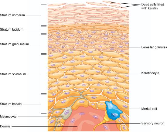 A graphic showing the five layers of the epidermis