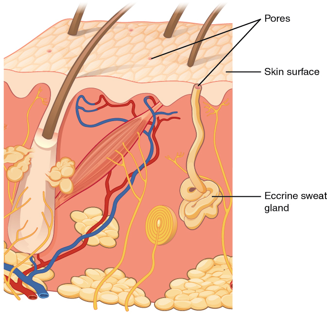 cross section drawing of skin showing accessory structures