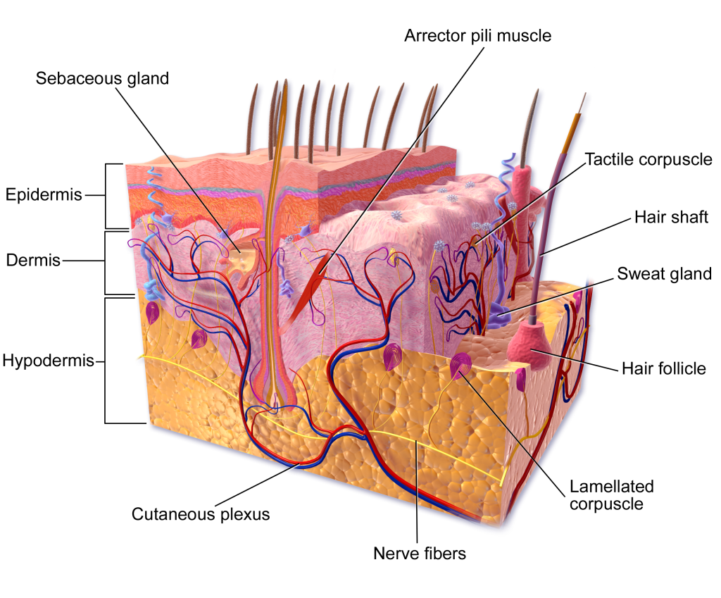 A cross section drawing of skin showing the layers, glands, and accessory structures.