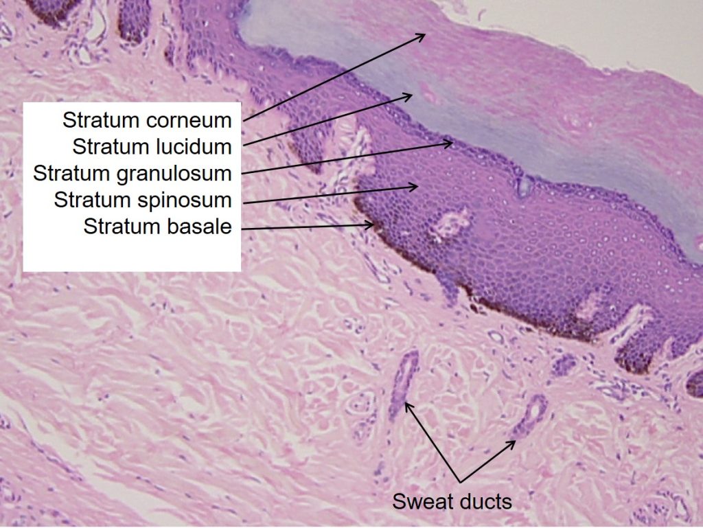 The five layers of the epidermis as viewed under the microscope.