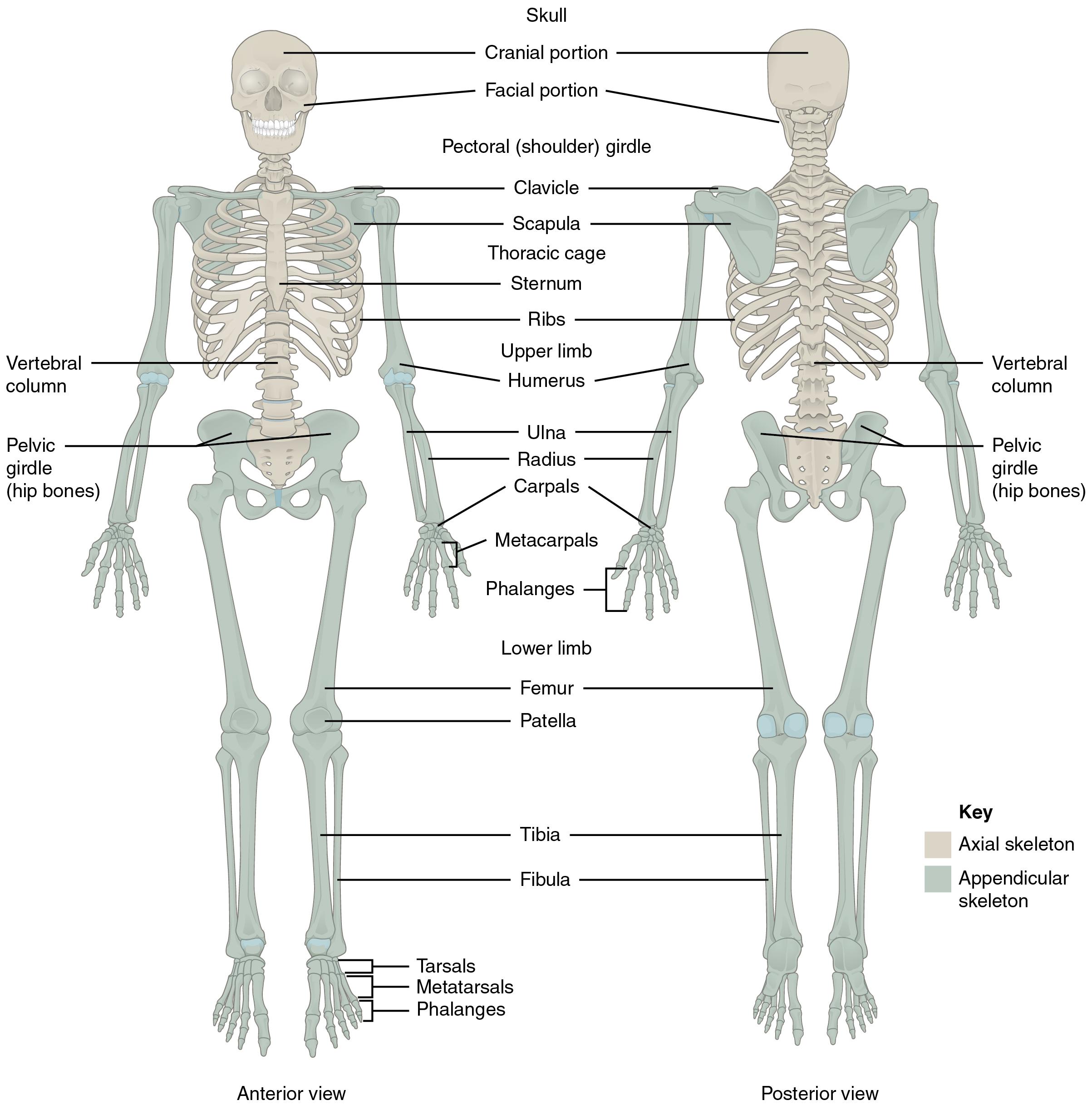 This diagram shows the human skeleton and identifies the major bones. The left panel shows the anterior view (from the front) and the right panel shows the posterior view (from the back)