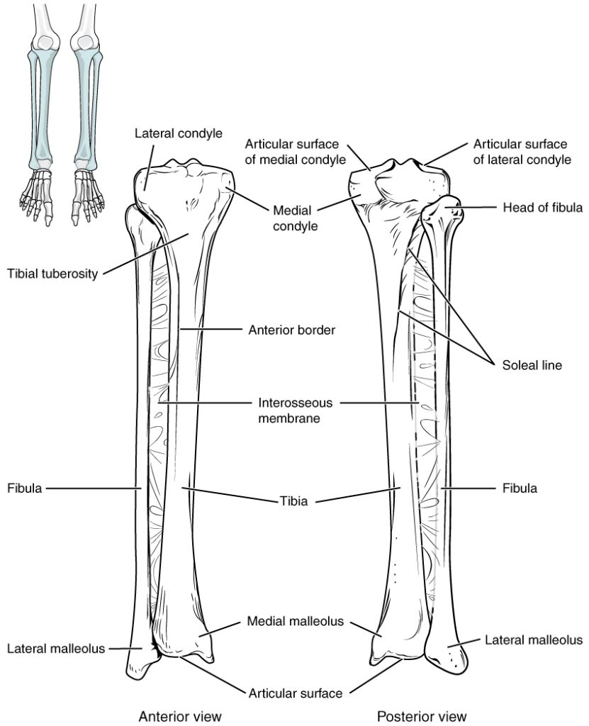 This image shows the structure of the tibia and the fibula. The left panel shows the anterior view, and the right panel shows the posterior view.