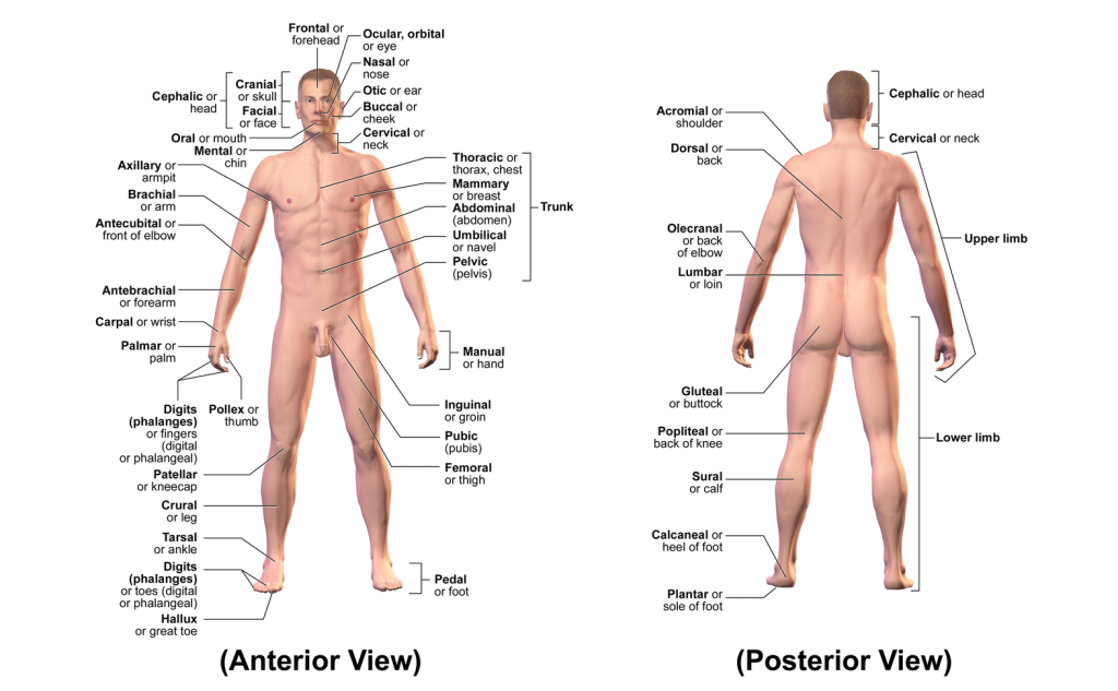 This illustration shows an anterior and posterior view of the human body. The cranial region encompasses the upper part of the head while the facial region encompasses the lower half of the head beginning below the ears. The eyes are referred to as the ocular region. The cheeks are referred to as the buccal region. The ears are referred to as the auricle or otic region. The nose is referred to as the nasal region. The chin is referred to as the mental region. The neck is referred to as the cervical region. The trunk of the body contains, from superior to inferior, the thoracic region encompassing the chest, the mammary region encompassing each breast, the abdominal region encompassing the stomach area, the coxal region encompassing the belt line, and the pubic region encompassing the area above the genitals. The umbilicus, or naval, is located at the center of the abdomen. The pelvis and legs contain, from superior to inferior, the inguinal or groin region between the legs and the genitals, the pubic region surrounding the genitals, the femoral region encompassing the thighs, the patellar region encompassing the knee, the crural region encompassing the lower leg, the tarsal region encompassing the ankle, the pedal region encompassing the foot and the digital/phalangeal region encompassing the toes. The great toe is referred to as the hallux. The regions of the upper limbs, from superior to inferior, are the axillary region encompassing the armpit, the brachial region encompassing the upper arm, the antecubital region encompassing the front of the elbow, the antebrachial region encompassing the forearm, the carpal region encompassing the wrist, the palmar region encompassing the palm, and the digital/phalangeal region encompassing the fingers. The thumb is referred to as the pollux. The posterior view contains, from superior to inferior, the cervical region encompassing the neck, the dorsal region encompassing the upper back and the lumbar region encompassing the lower back. The regions of the back of the arms, from superior to inferior, include the cervical region encompassing the neck, acromial region encompassing the shoulder, the brachial region encompassing the upper arm, the olecranal region encompassing the back of the elbow, the antebrachial region encompasses the back of the arm, and the manual region encompassing the palm of the hand. The posterior regions of the legs, from superior to inferior, include the gluteal region encompassing the buttocks, the femoral region encompassing the thigh, the popliteus region encompassing the back of the knee, the sural region encompassing the back of the lower leg, and the plantar region encompassing the sole of the foot. Some regions are combined into larger regions. These include the trunk, which is a combination of the thoracic, mammary, abdominal, naval, and coxal regions. The cephalic region is a combination of all of the head regions. The upper limb region is a combination of all of the arm regions. The lower limb region is a combination of all of the leg regions.