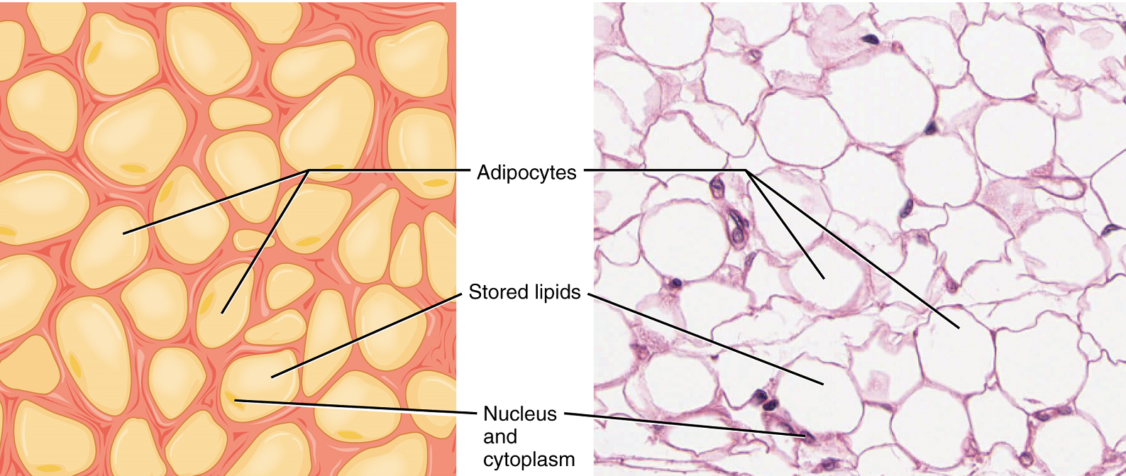 Image A shows a collection of yellow adipocytes that do not have a consistent shape or size, however, most have the general appearance of a kernel of corn with a wide end that tapers to a point. Each adipocyte has a nucleus occupying a small area on one side of the cell. Nothing else is visible within the cells. Image B shows a micrograph of adipose tissue. Here, the adipocytes are stained purple. However, only their edges and their nuclei stain, giving the adipose tissue a honeycomb appearance. The adipocytes in the micrograph are large and round, but still show a diversity of shapes and sizes. The nucleus appears as a dark staining area very close to the cell membrane.