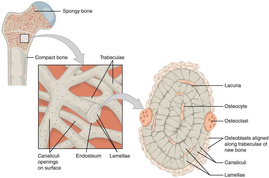 The top of this illustration shows an anterior view of the proximal end of the femur. The top image has two zoom in boxes. The left box is situated on the border between the diaphysis and the metaphysis. Its callout magnifies the periosteum on the right side of the femur. The view shows that the periosteum contains an outer fibrous layer composed of yellow fibers. The inner layer of the periosteum is called the cellular layer, which is composed of irregularly shaped cells. The cellular layer gradually shrinks in width as it transitions from the metaphysis to the diaphysis. A small blood vessel runs through both layers and enters the bone. The right zoom in box magnifies the endosteum on the left side of the bone. The box is situated just inferior to the border between the diaphysis and the metaphysic. It calls out the inner edge of the compact bone layer. The magnified view shows concentric circles of dark colored bone matrix. Between the circles are small cavities containing orange, diamond-shaped cells labeled osteocytes. The left edge of the bone matrix is lined with a single layer of flattened cells called the endosteum. There is a large cell, labeled an osteoclast, between two of the endosteum cells. The osteoclast is cutting a depression into the bony matrix under the endosteum. At another part of the endosteum, three smaller osteoblasts are secreting a blue substance that builds up the outermost layer of the bony matrix.