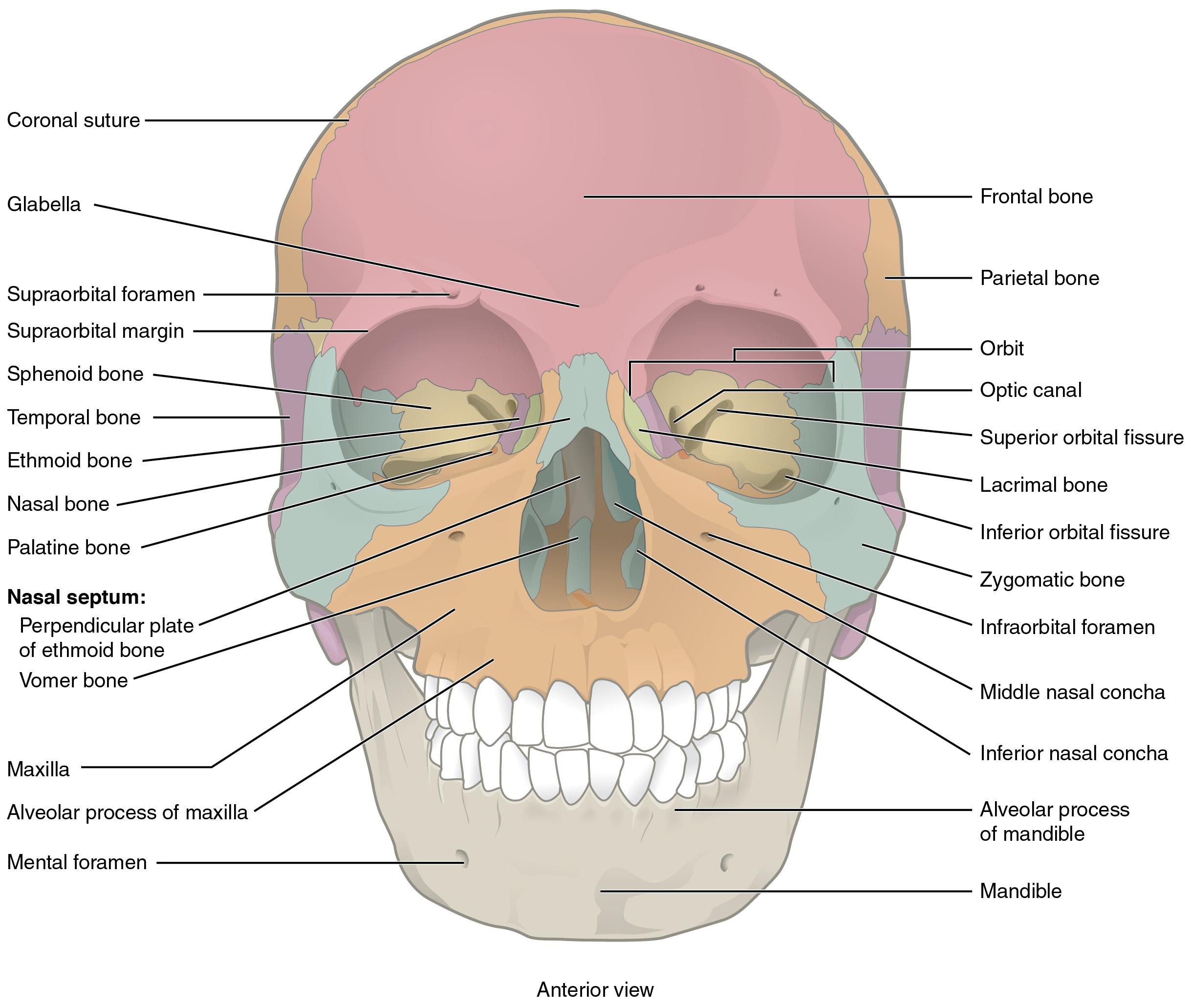 This image shows the lateral view of the human skull and identifies the major parts.