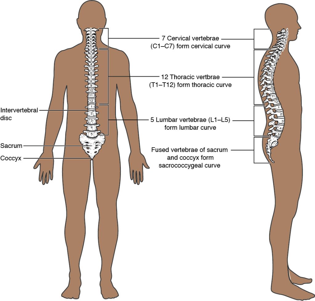 This image shows the structure of the vertebral column. The left panel shows the front view of the vertebral column and the right panel shows the side view of the vertebral column.