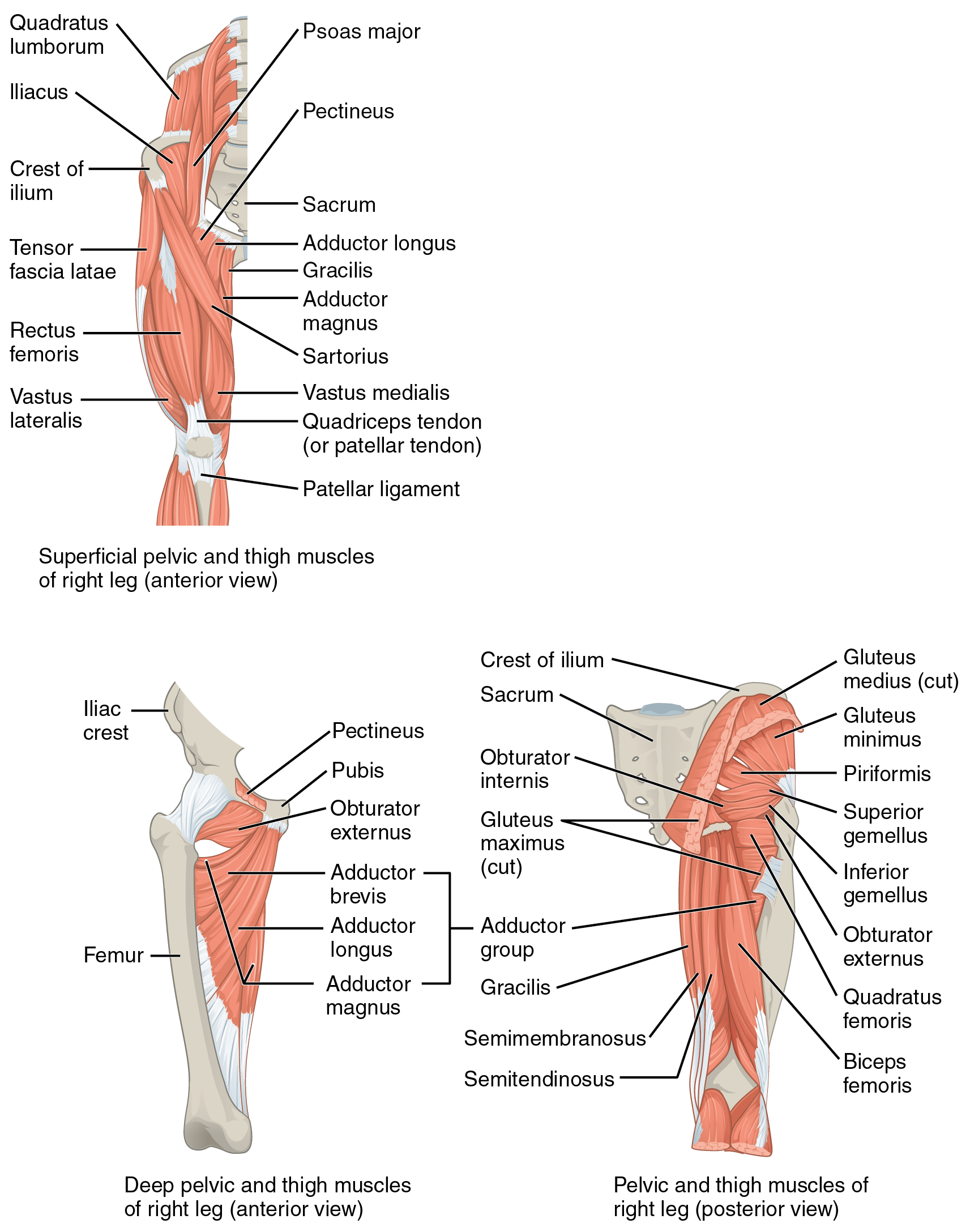 The left panel shows the superficial pelvic and thigh muscles, the center panel shows the deep pelvic and thigh muscles. The right panel shows the posterior view of the pelvic and thigh muscles.